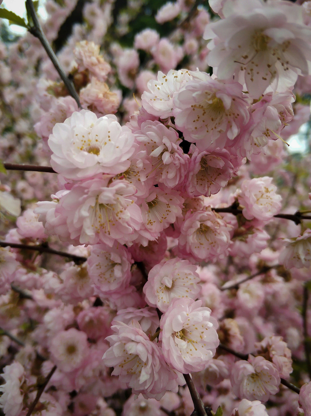 Welcome Spring with Our Cherry Blossom Iced Tea – The Tea Collective