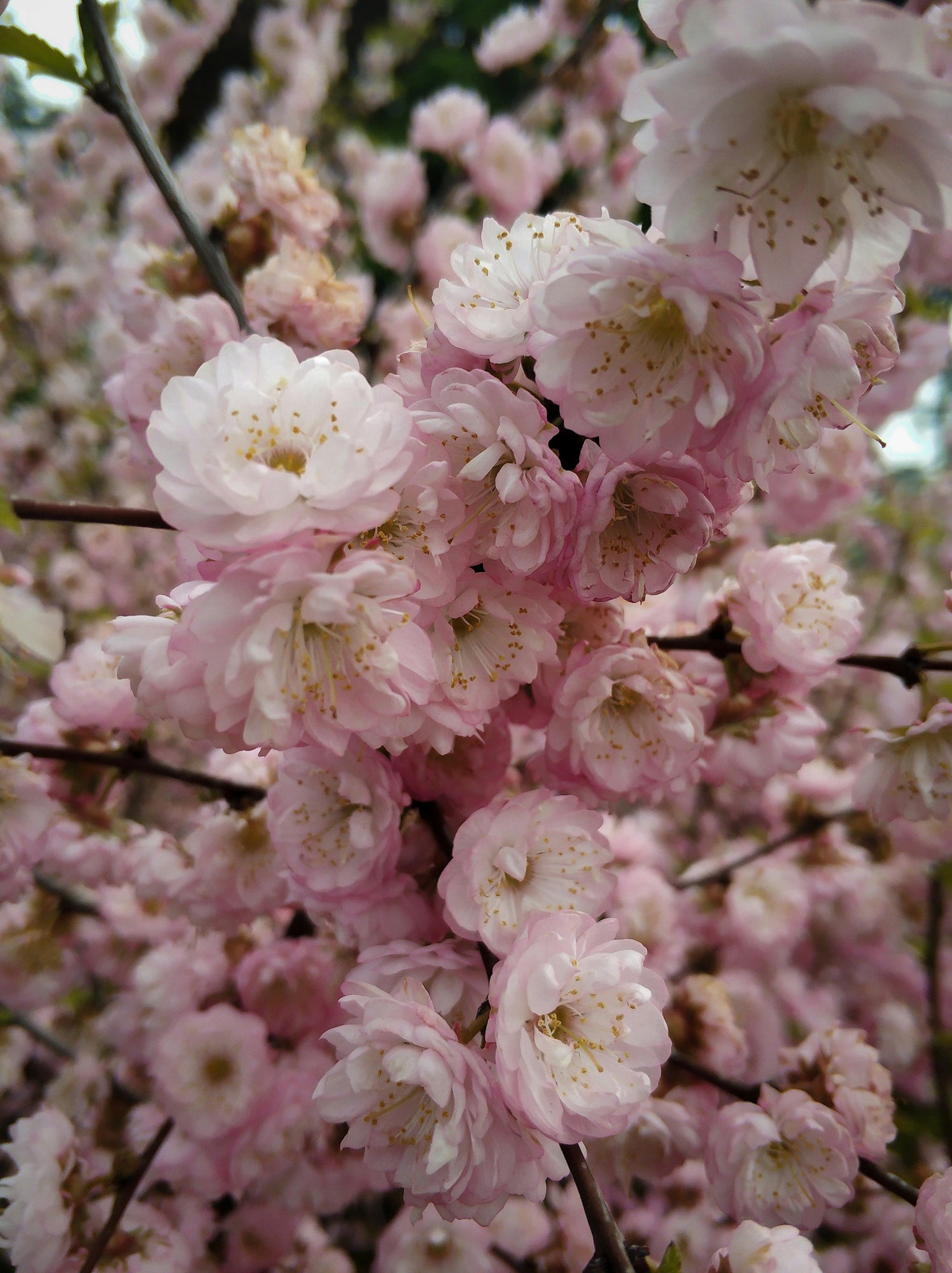 Welcome Spring with Our Cherry Blossom Iced Tea