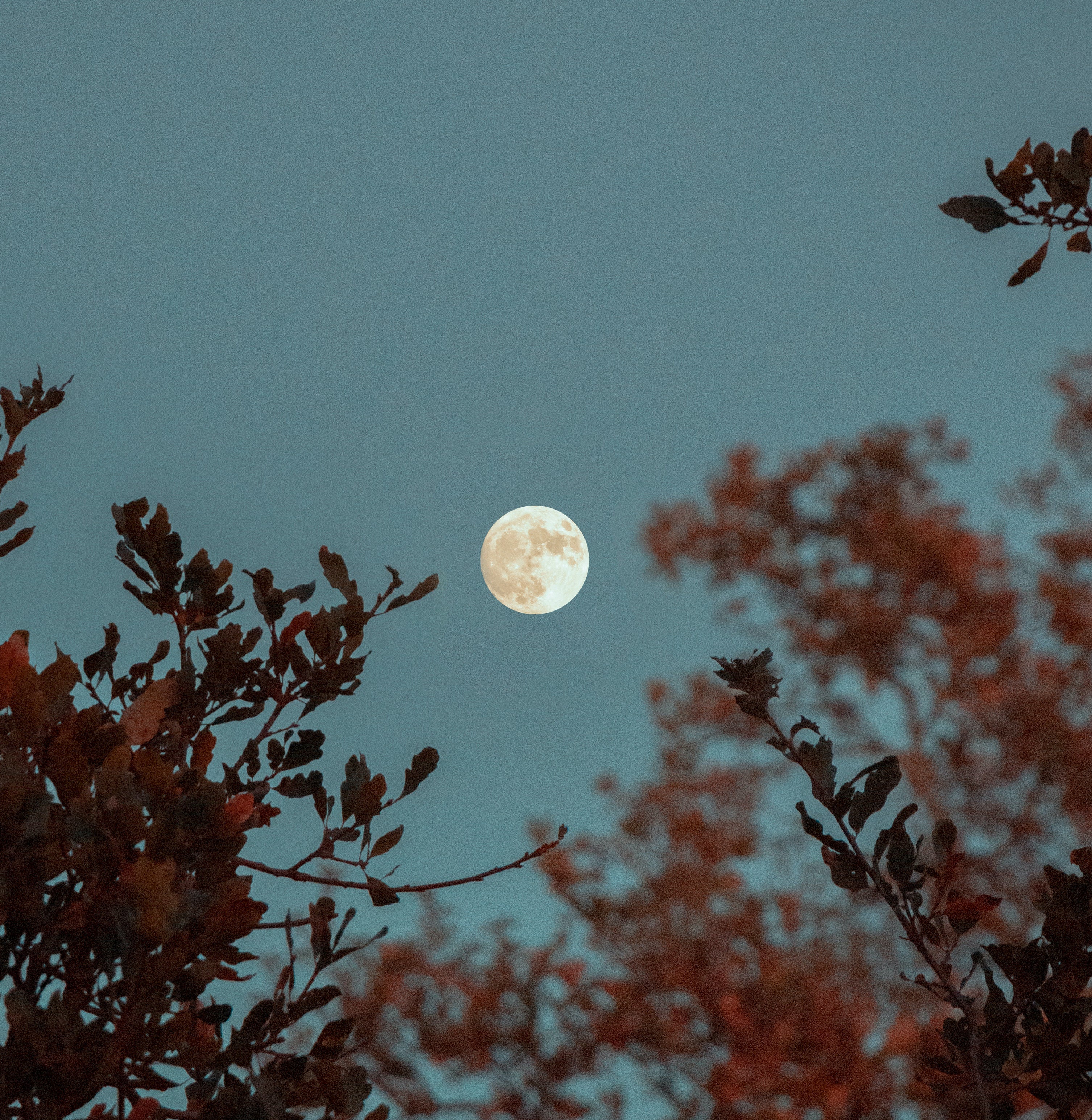 Tea & The Moon Phases