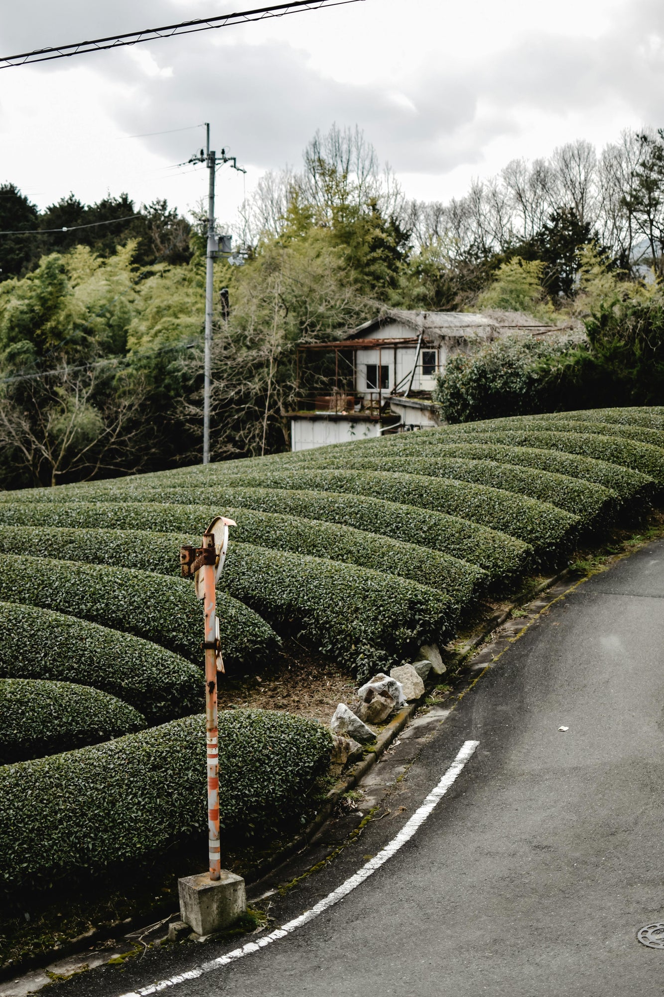 The Matcha Boom: What I Saw in Japan, What I Think It Means.