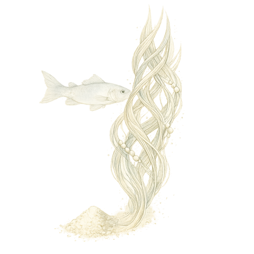 Marine Collagen