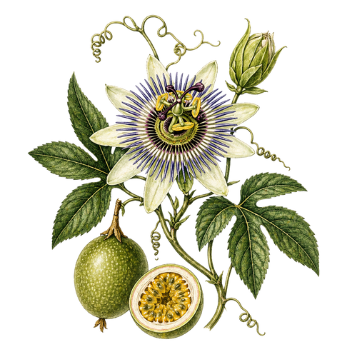 Passion flower