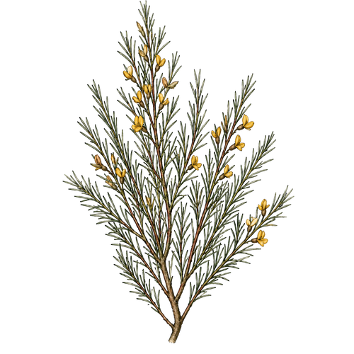 Rooibos