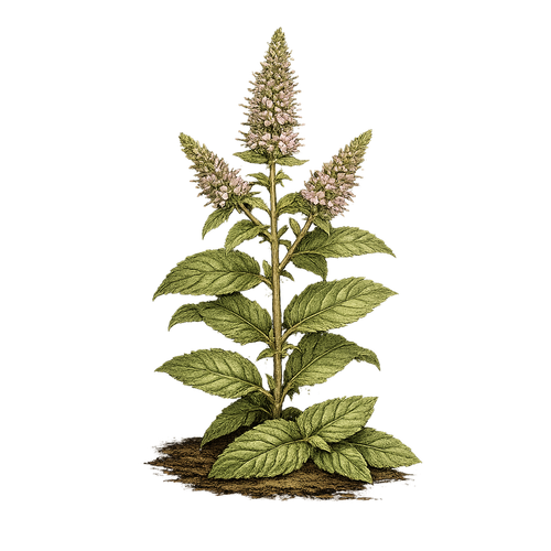 Spearmint