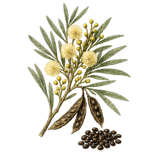 Wattleseed