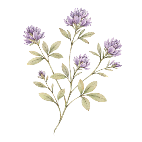 Alfalfa Leaf