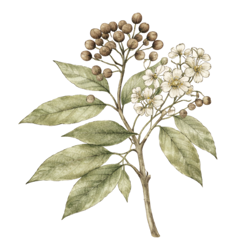 Allspice