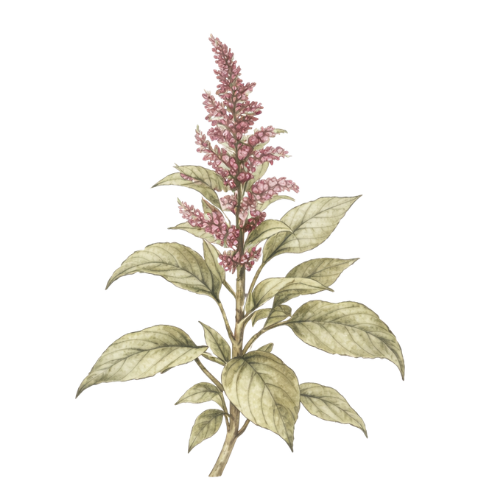 Amaranth