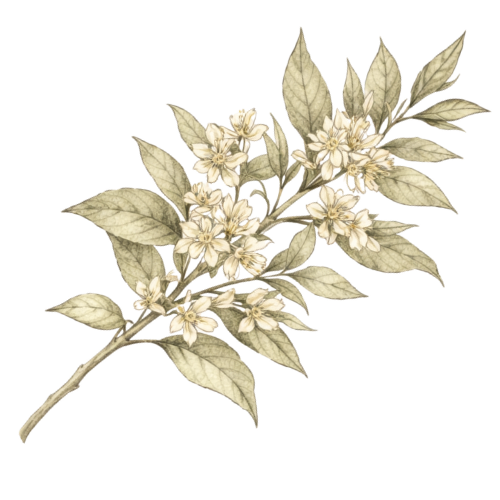 Aniseed Myrtle