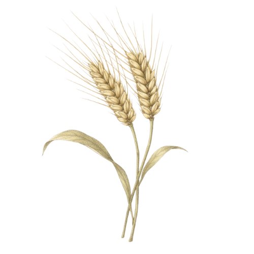 Barley