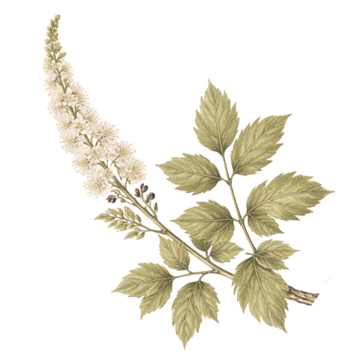 Black Cohosh