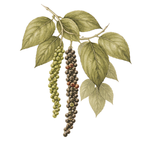Black Pepper