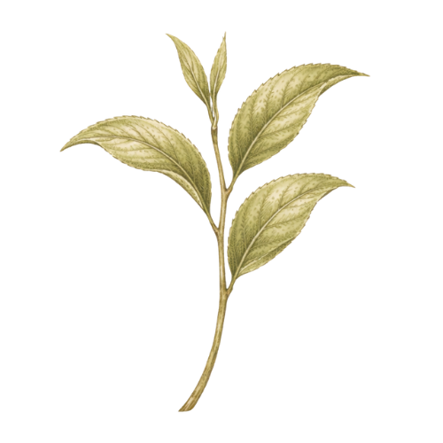 Black Tea