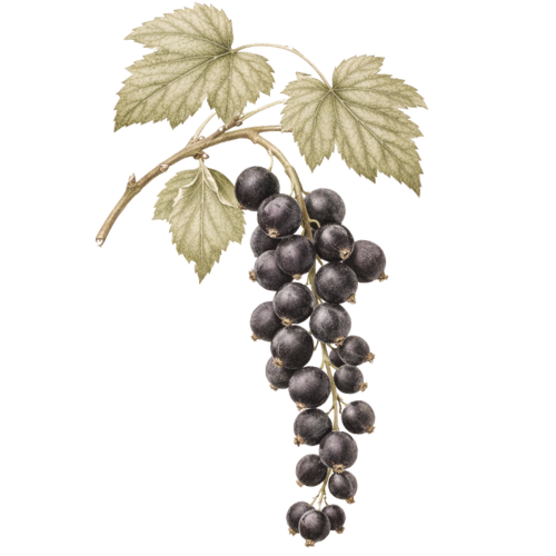 Blackcurrant