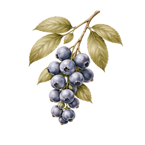 Blueberry