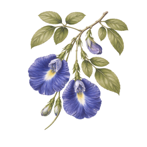 Butterfly Pea