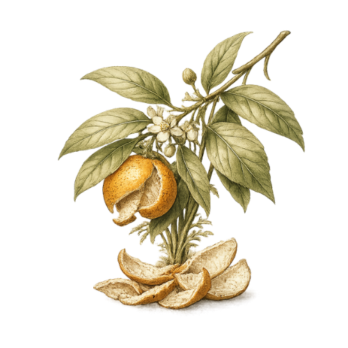 Chen Pi