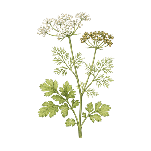 Coriander