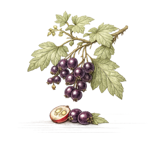 Currants