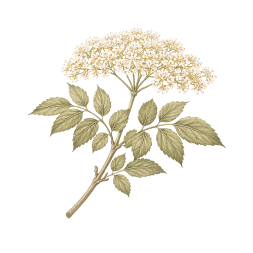 Elderflower