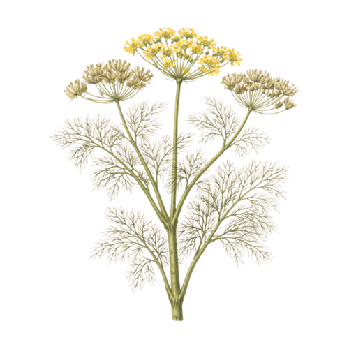 Fennel