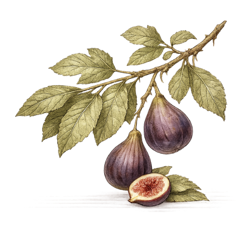 Fig