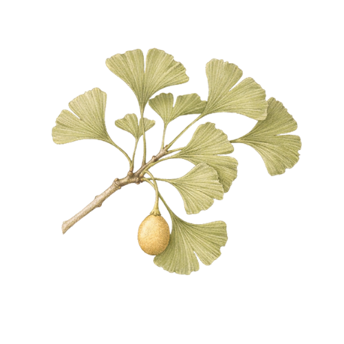 Ginkgo