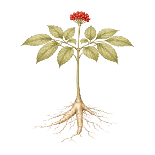 Ginseng