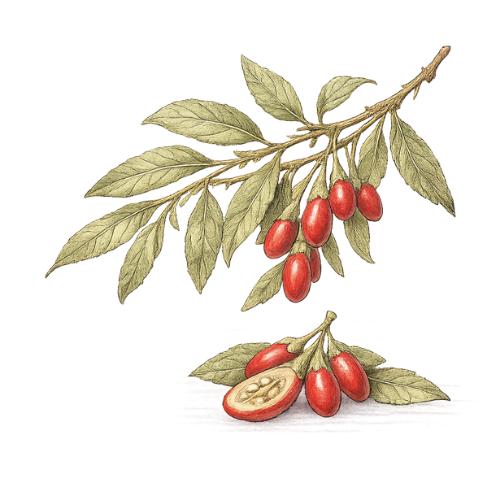Goji Berry
