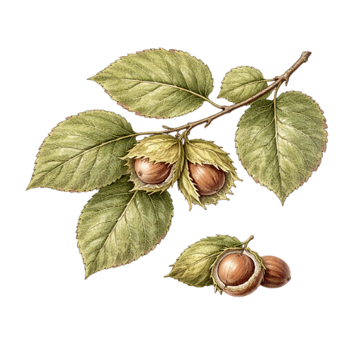 Hazelnut