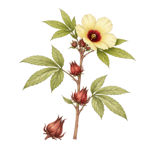 Hibiscus