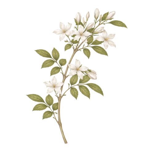Jasmine
