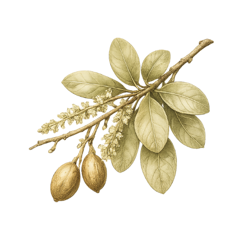 Jilungin