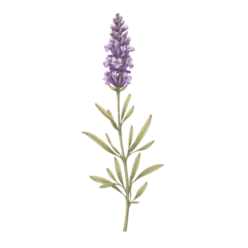 Lavender