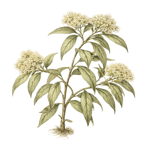 Lemon Myrtle