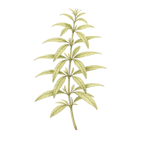 Lemon Verbena