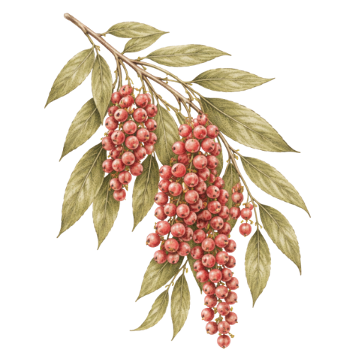 Pink Peppercorn