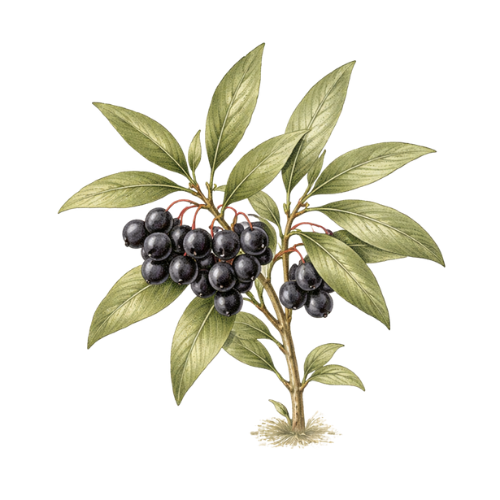 Pepperberry