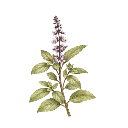 Tulsi