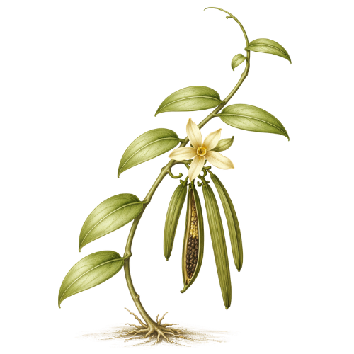 Vanilla